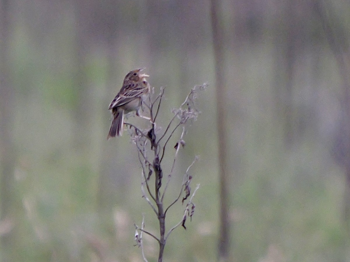 Grasshopper Sparrow - ML617667278