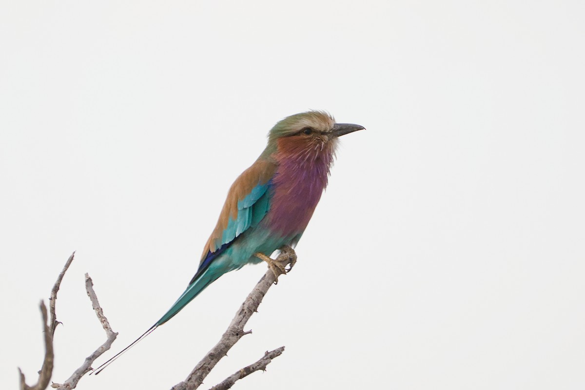 Lilac-breasted Roller - ML617667293