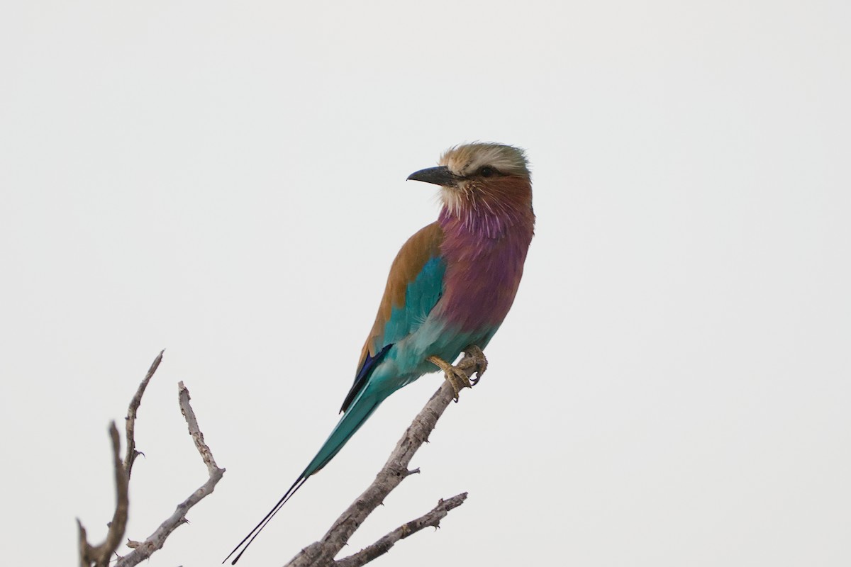 Lilac-breasted Roller - ML617667294