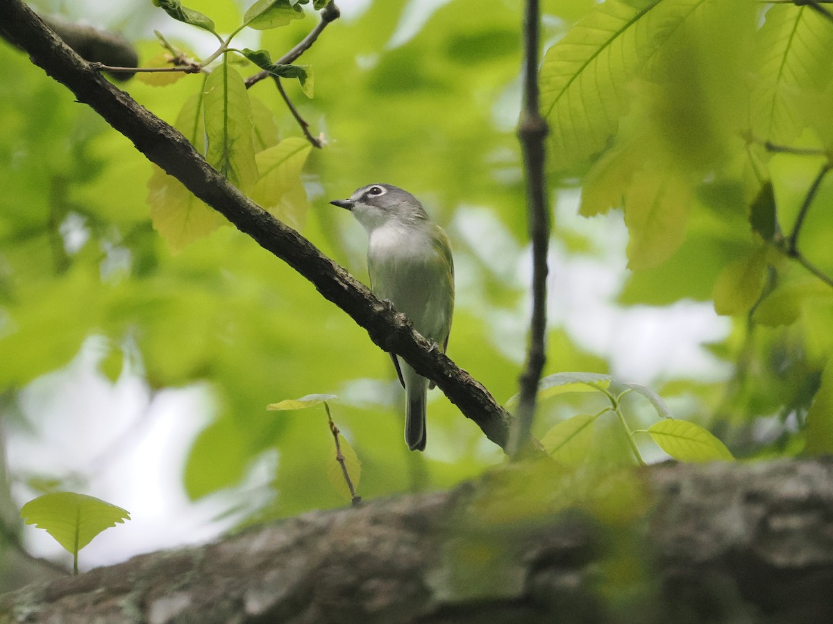 Mavi Başlı Vireo - ML617667309