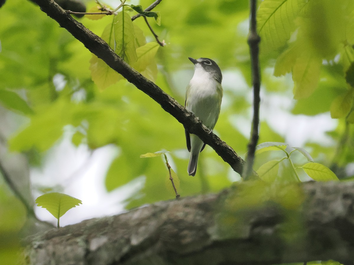 Vireo Solitario - ML617667310