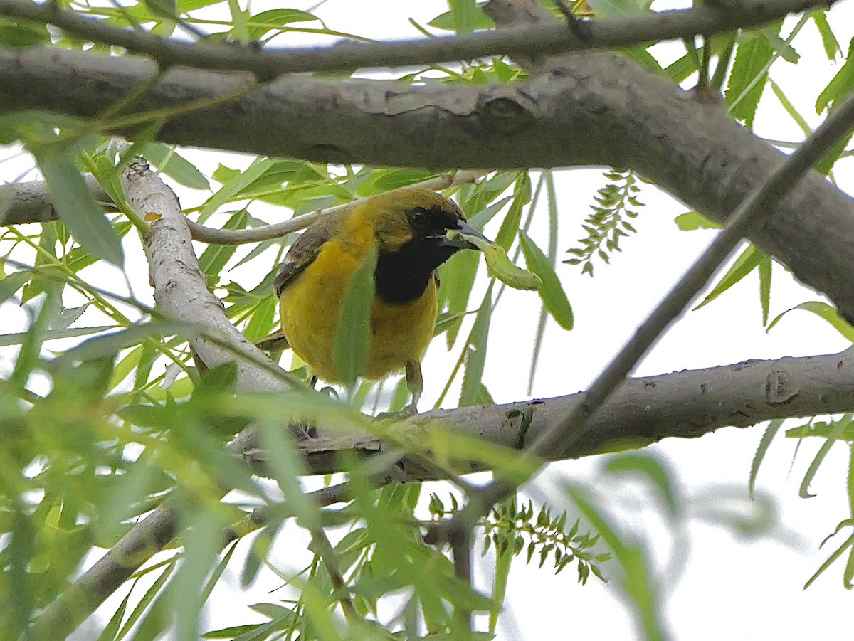 Orchard Oriole - ML617667343