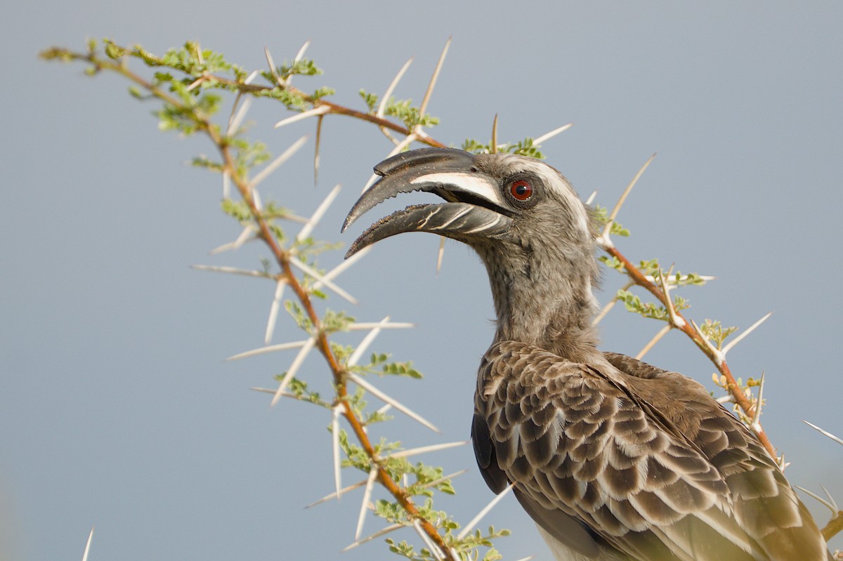 African Gray Hornbill - Piet Du Preez
