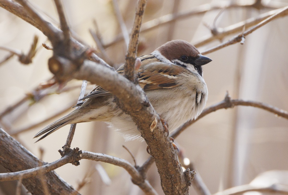 Eurasian Tree Sparrow - ML617667416