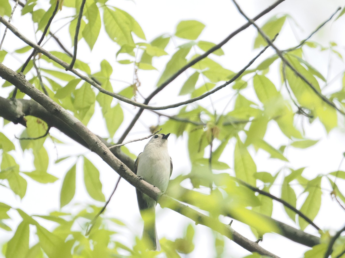 Tufted Titmouse - a d