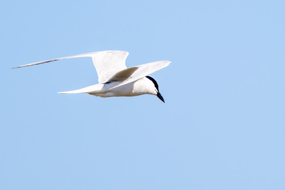 Gull-billed Tern - Michael Ortner