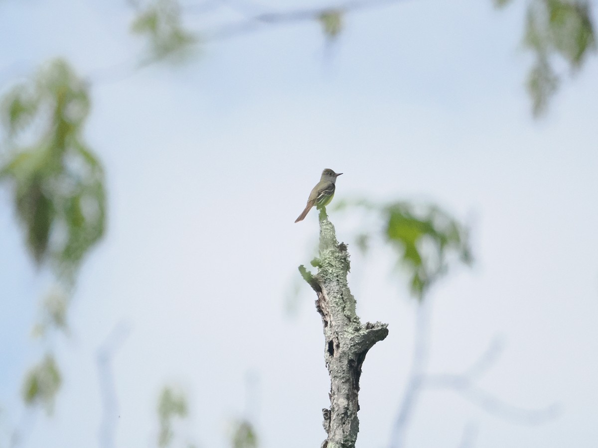 Great Crested Flycatcher - a d