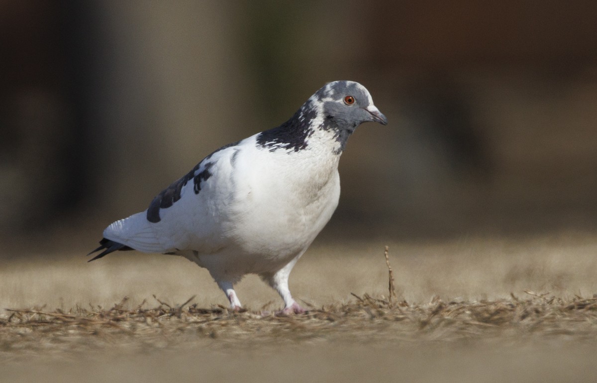 Rock Pigeon (Feral Pigeon) - ML617667481