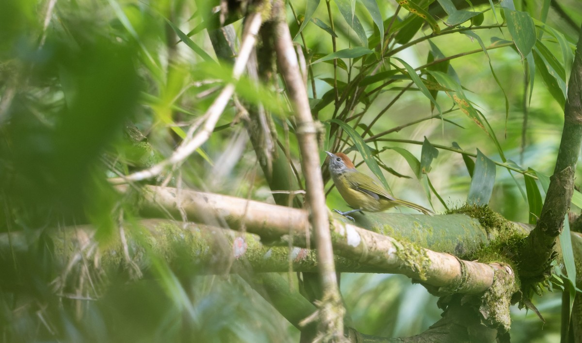 Rufous-crowned Greenlet - Marky Mutchler
