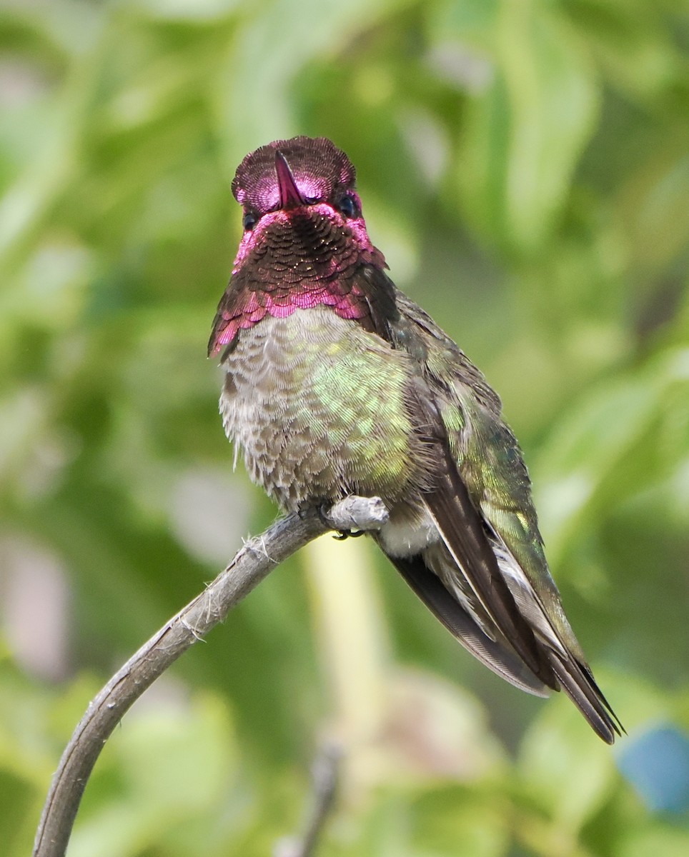 Anna's Hummingbird - ML617667682