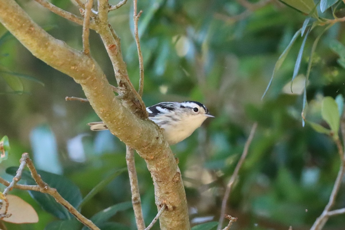 Black-and-white Warbler - ML617667688