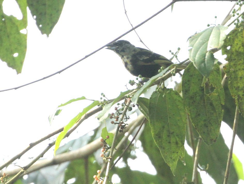 White-shouldered Tanager - ML617667796
