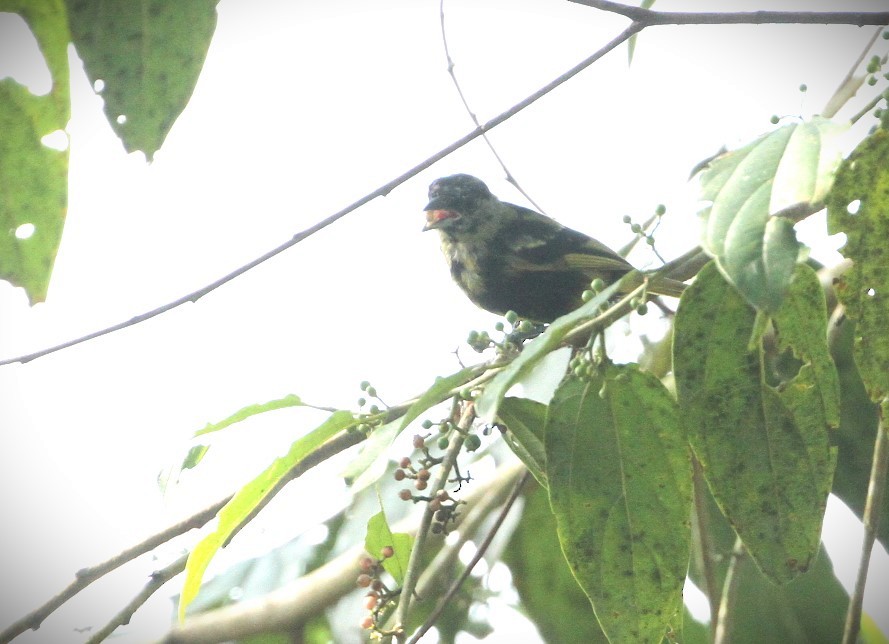 White-shouldered Tanager - ML617667814