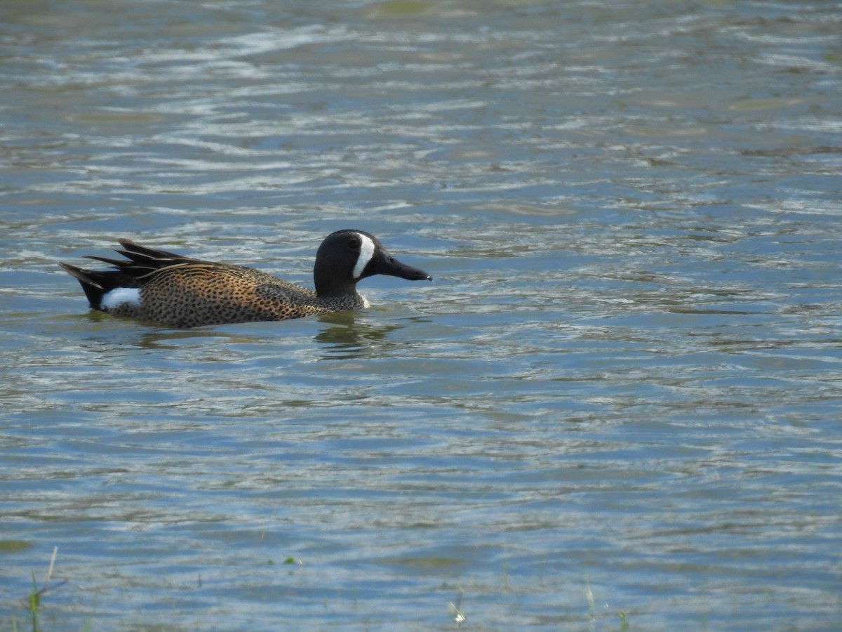 Blue-winged Teal - ML617667817