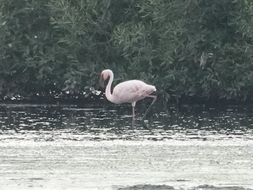 Lesser Flamingo - Steve Kornfeld