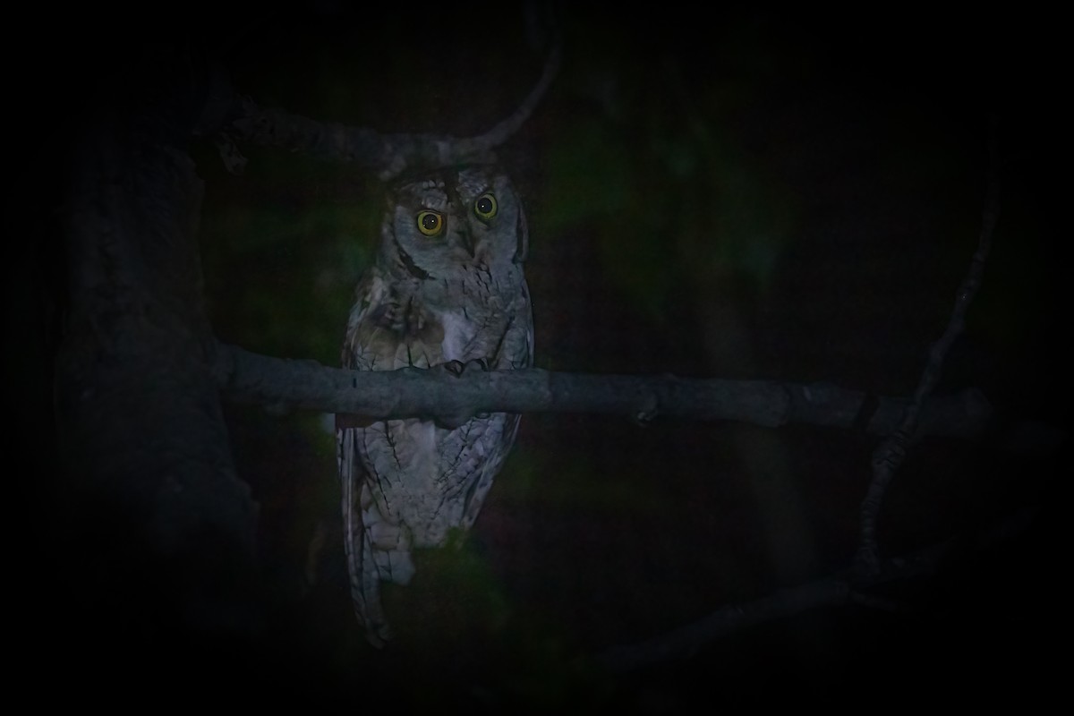 Eurasian Scops-Owl - Michael Ortner