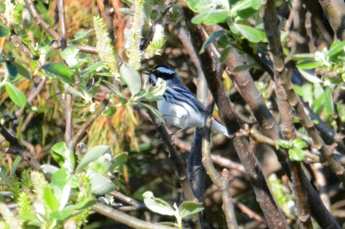 Black-throated Gray Warbler - ML617668112