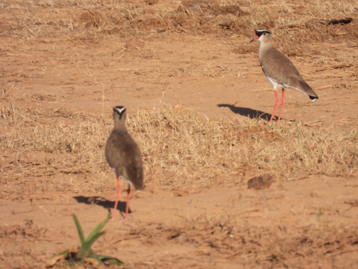 Crowned Lapwing - ML617668159