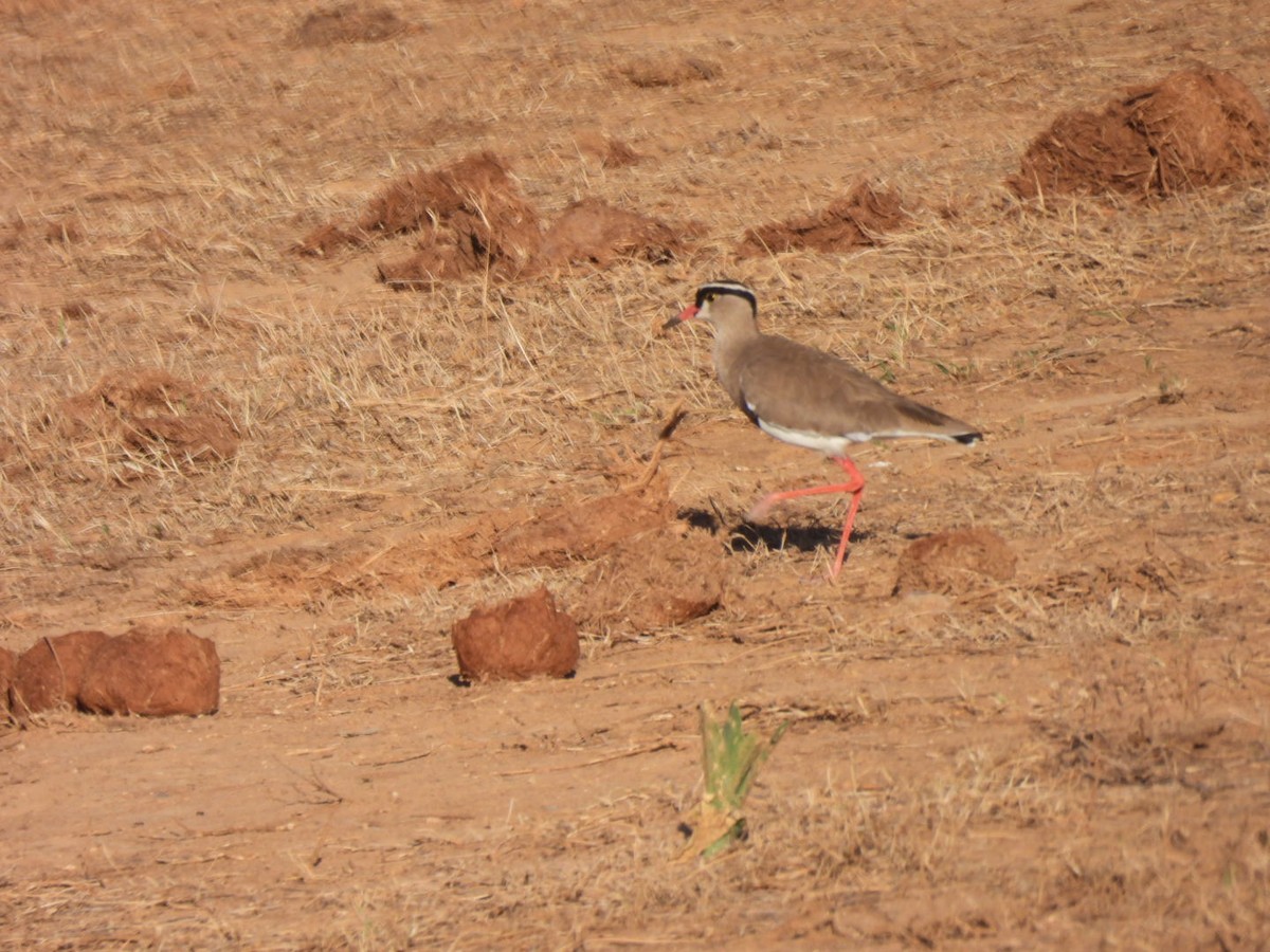 Crowned Lapwing - ML617668160