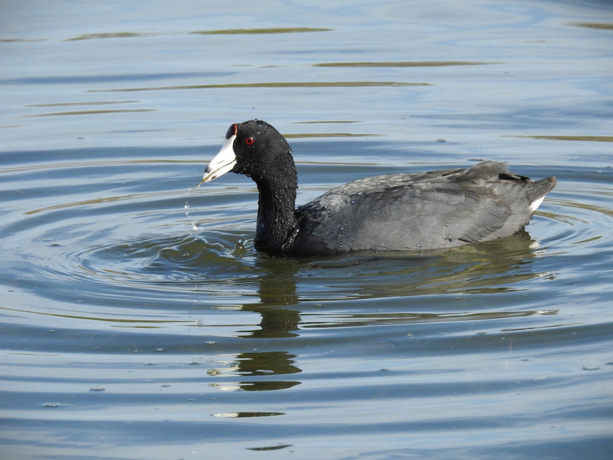 American Coot (Red-shielded) - ML617668194