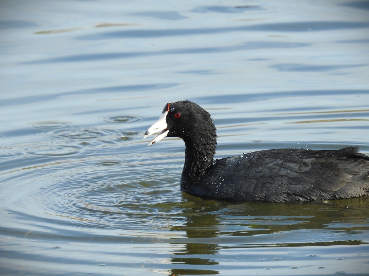 American Coot (Red-shielded) - ML617668203