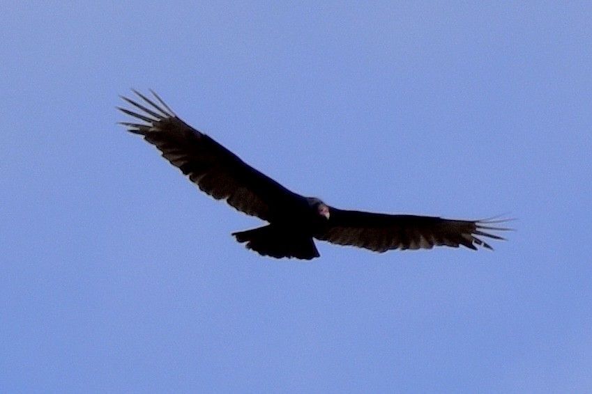 Turkey Vulture - ML617668212