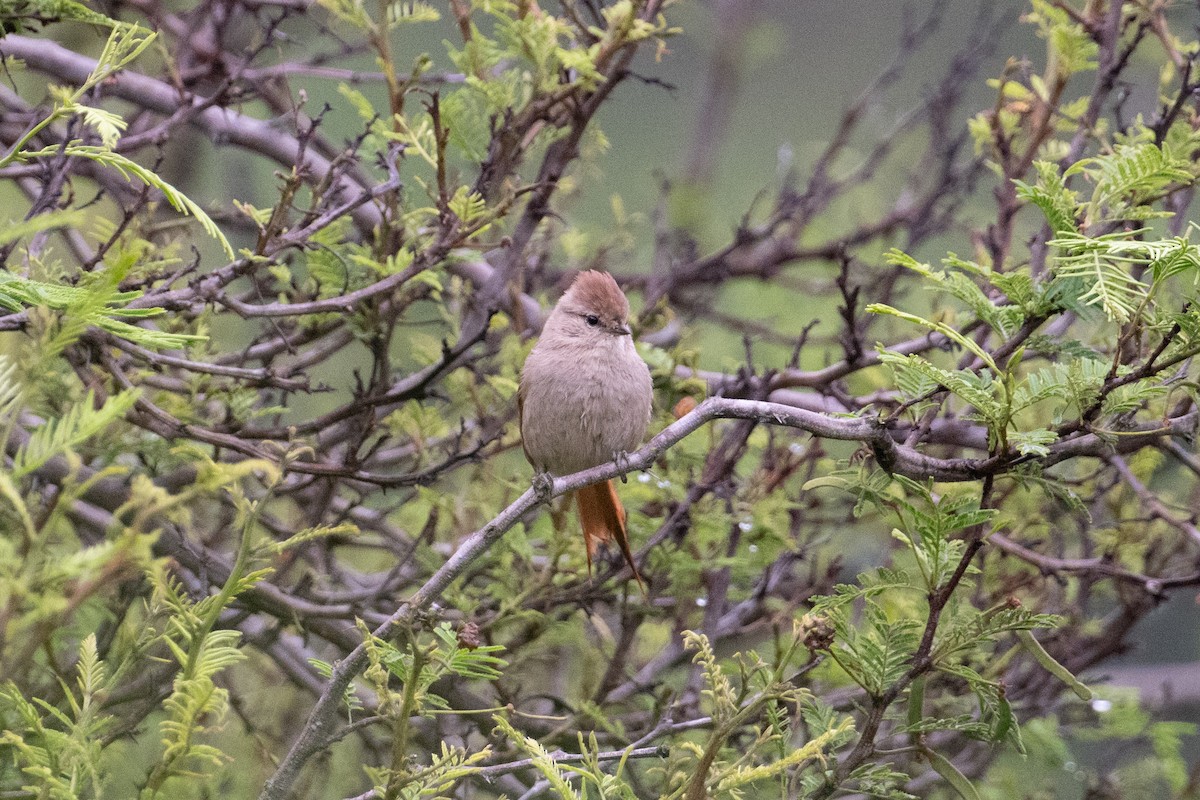 Brown-capped Tit-Spinetail - ML617668339