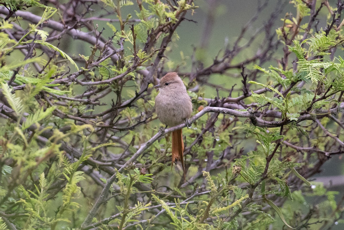 Brown-capped Tit-Spinetail - ML617668341