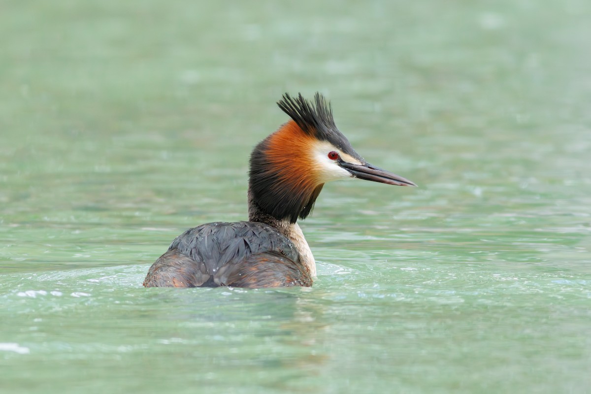 Great Crested Grebe - ML617668403