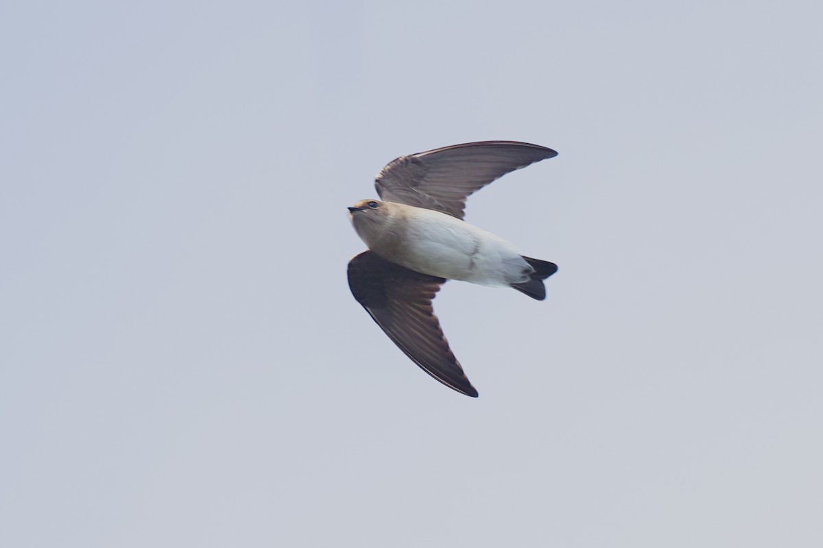 Northern Rough-winged Swallow - ML617668443