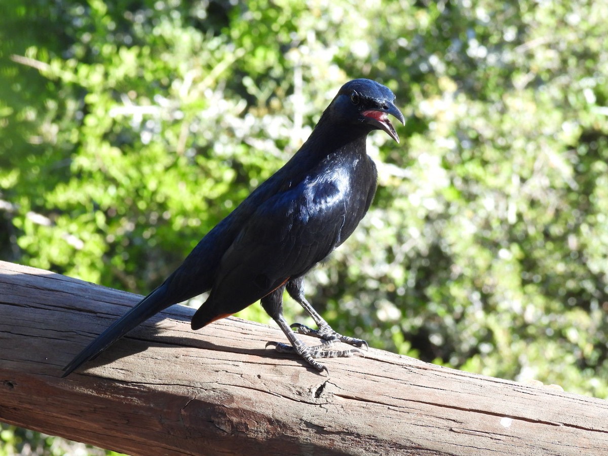 Red-winged Starling - ML617668452