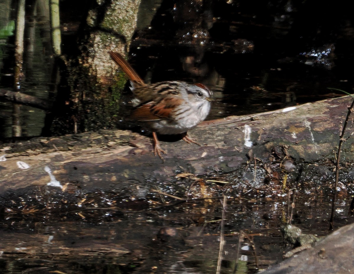 Swamp Sparrow - ML617668457