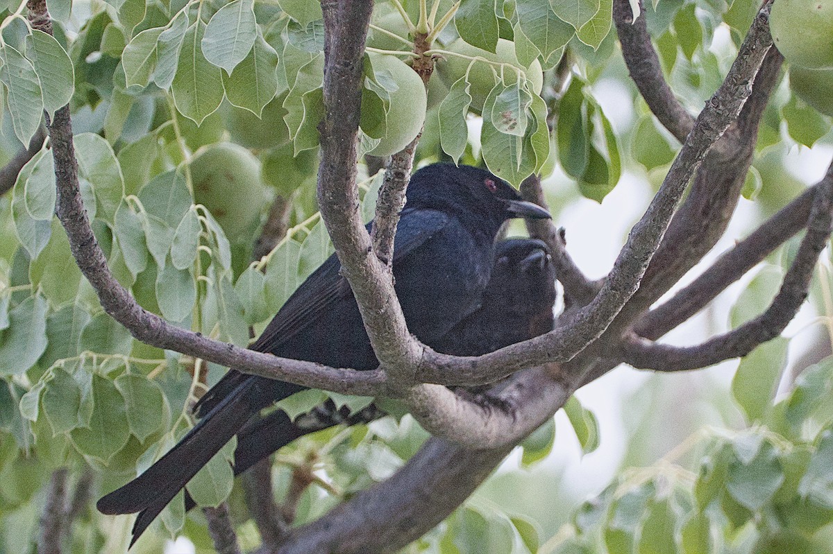 Fork-tailed Drongo - ML617668491