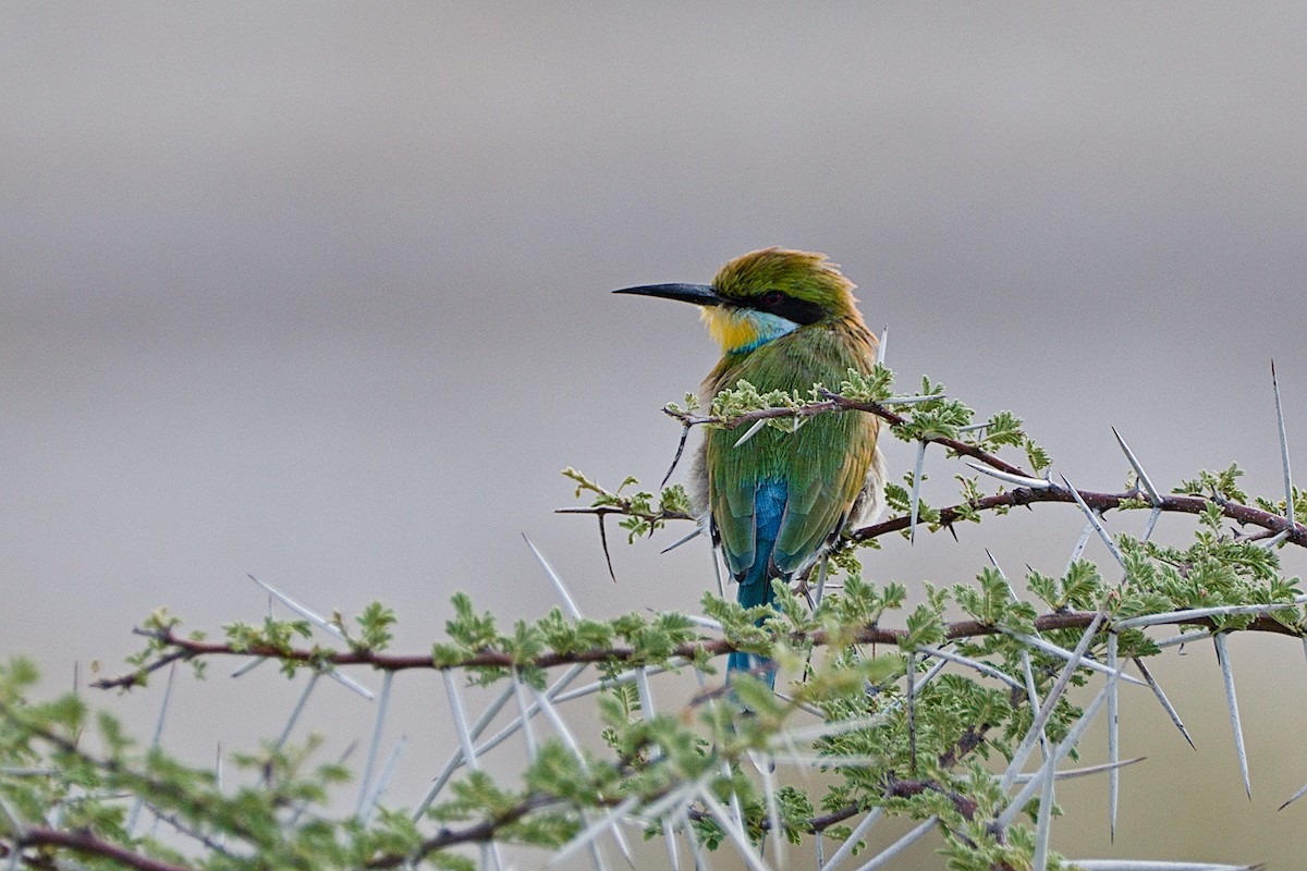 Swallow-tailed Bee-eater - ML617668495