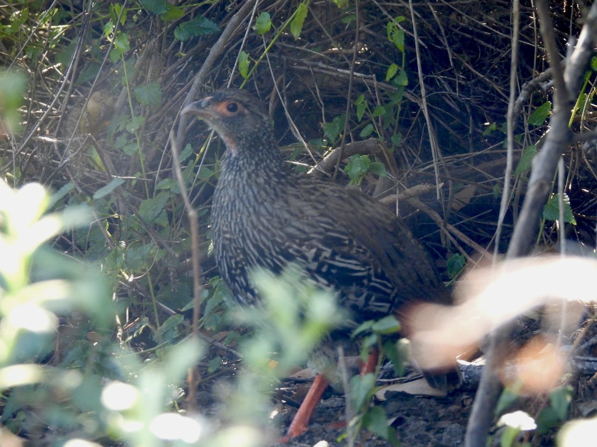 Red-necked Spurfowl - ML617668513