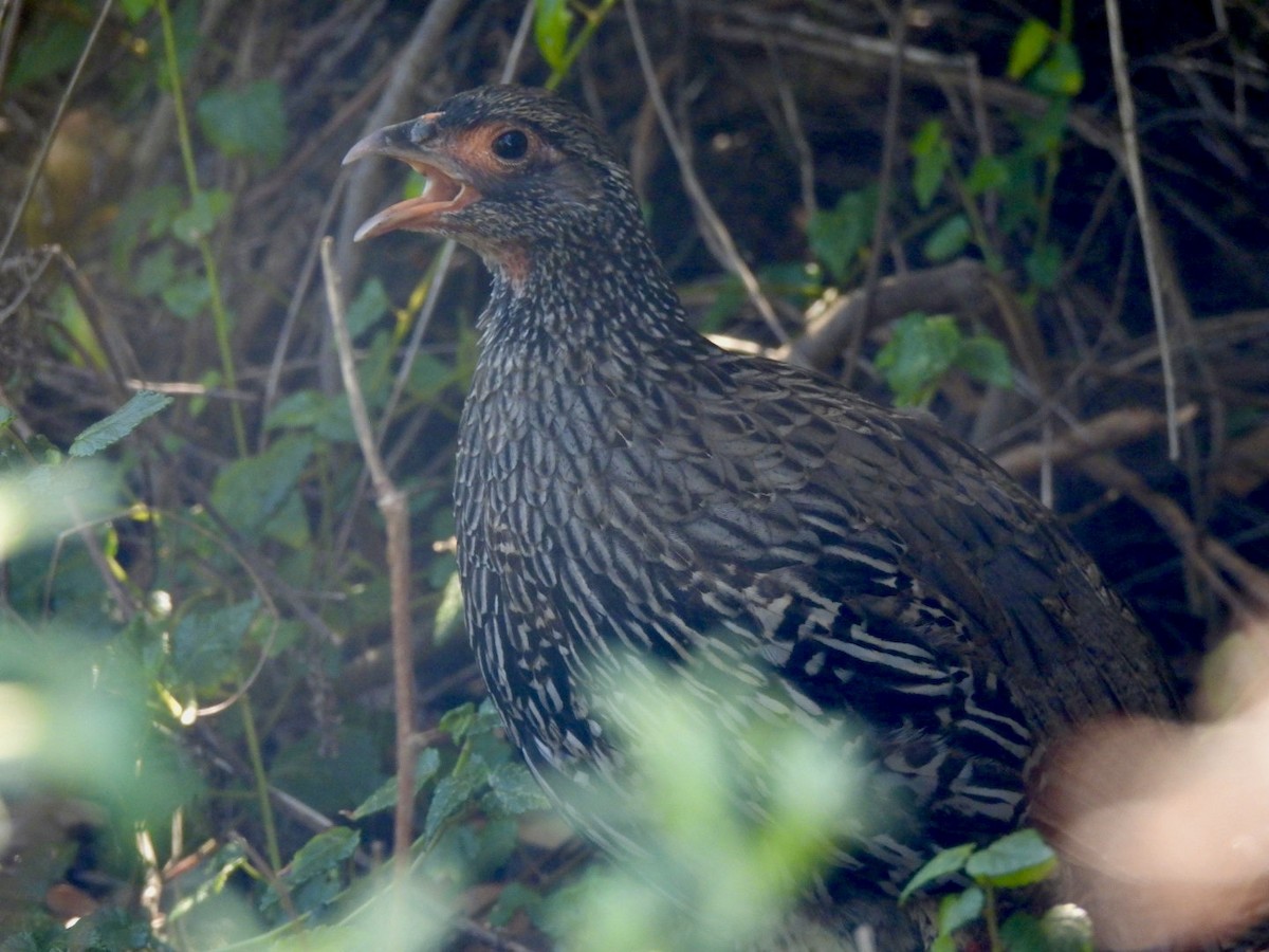 Red-necked Spurfowl - ML617668514