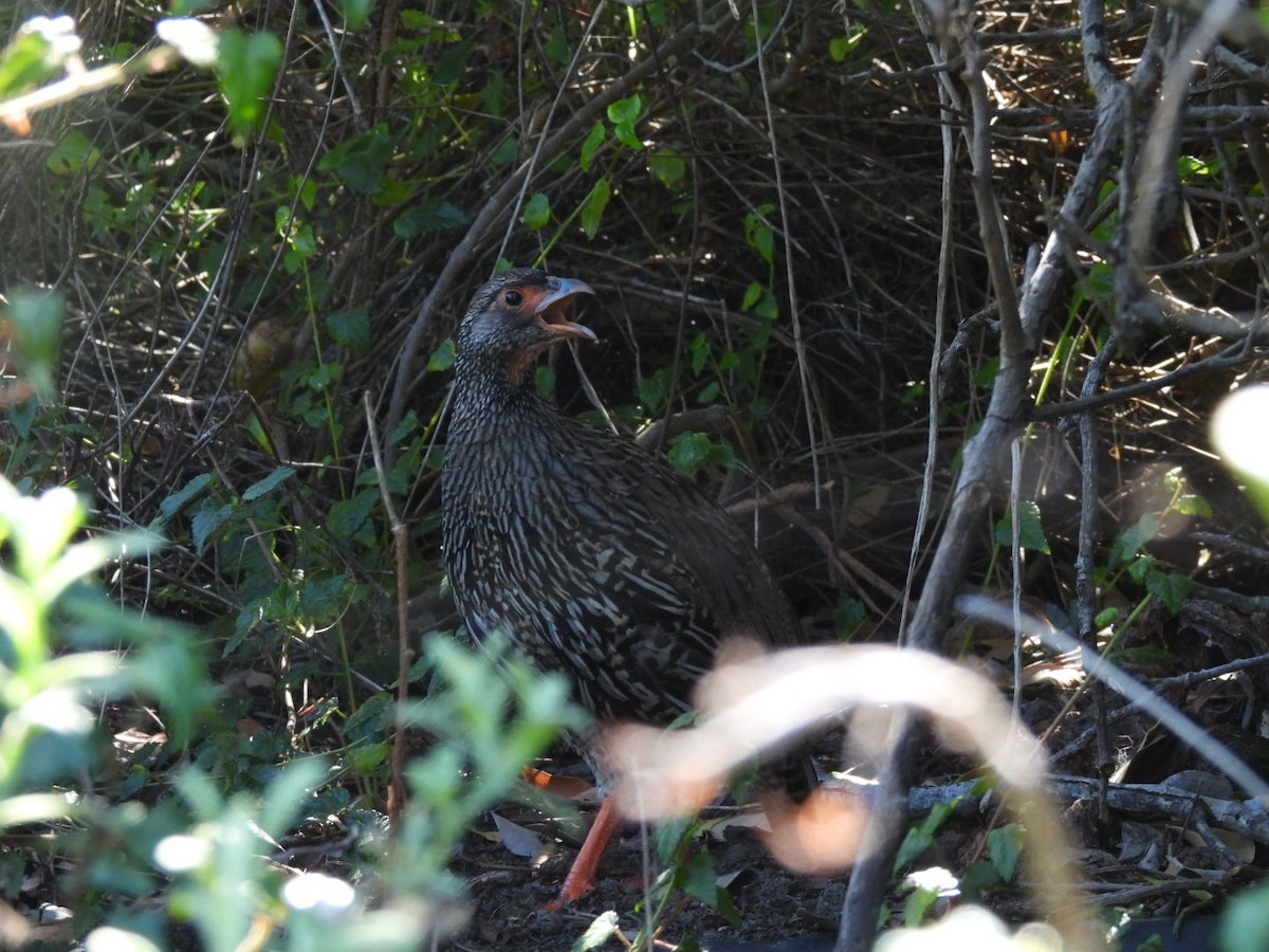 Red-necked Spurfowl - ML617668515