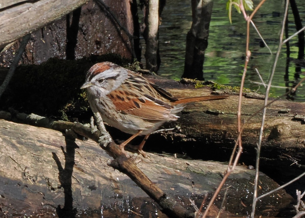 Swamp Sparrow - ML617668528