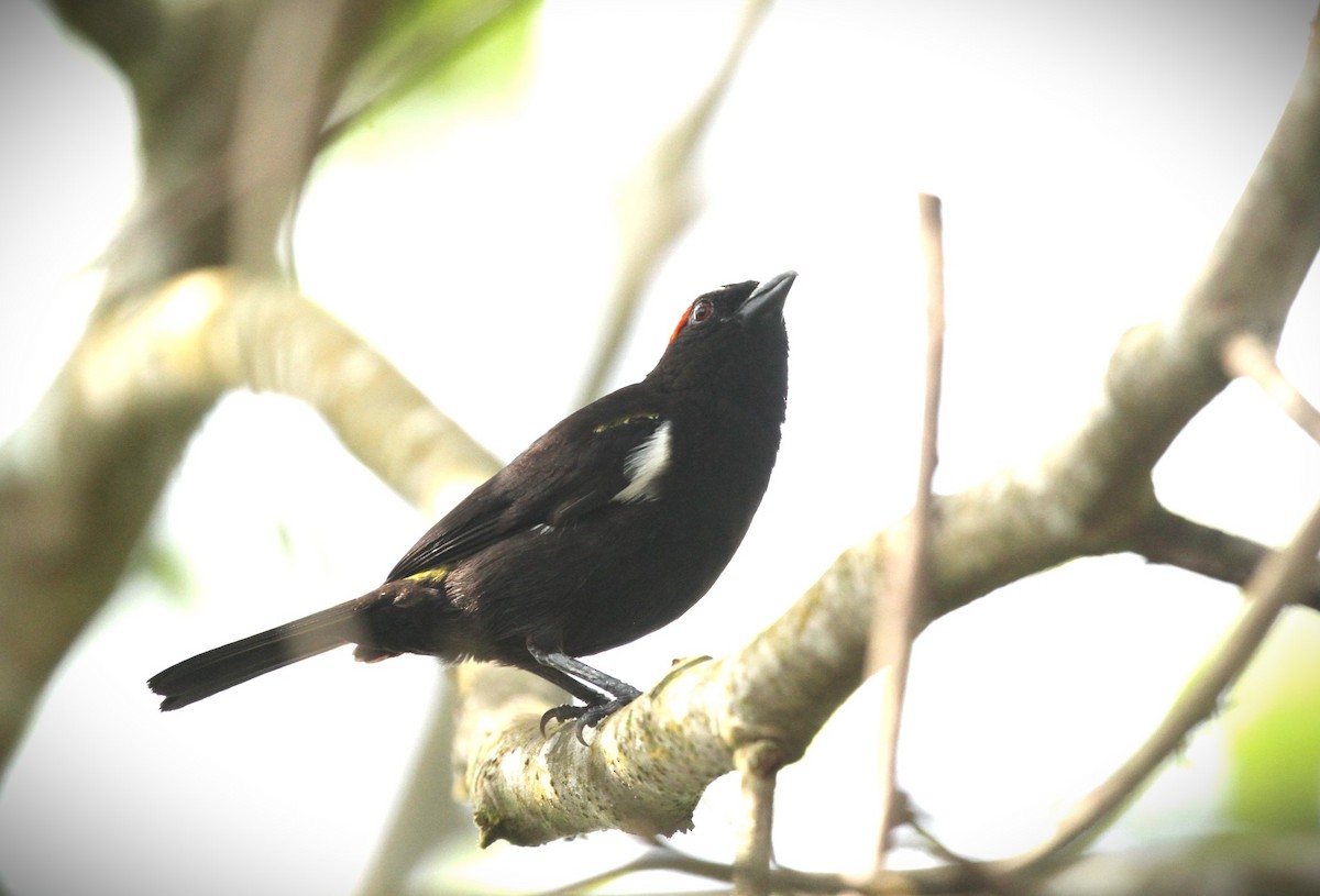 Scarlet-browed Tanager - ML617668593