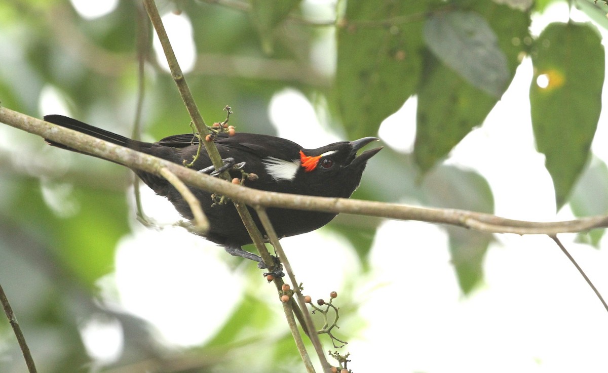 Scarlet-browed Tanager - ML617668616