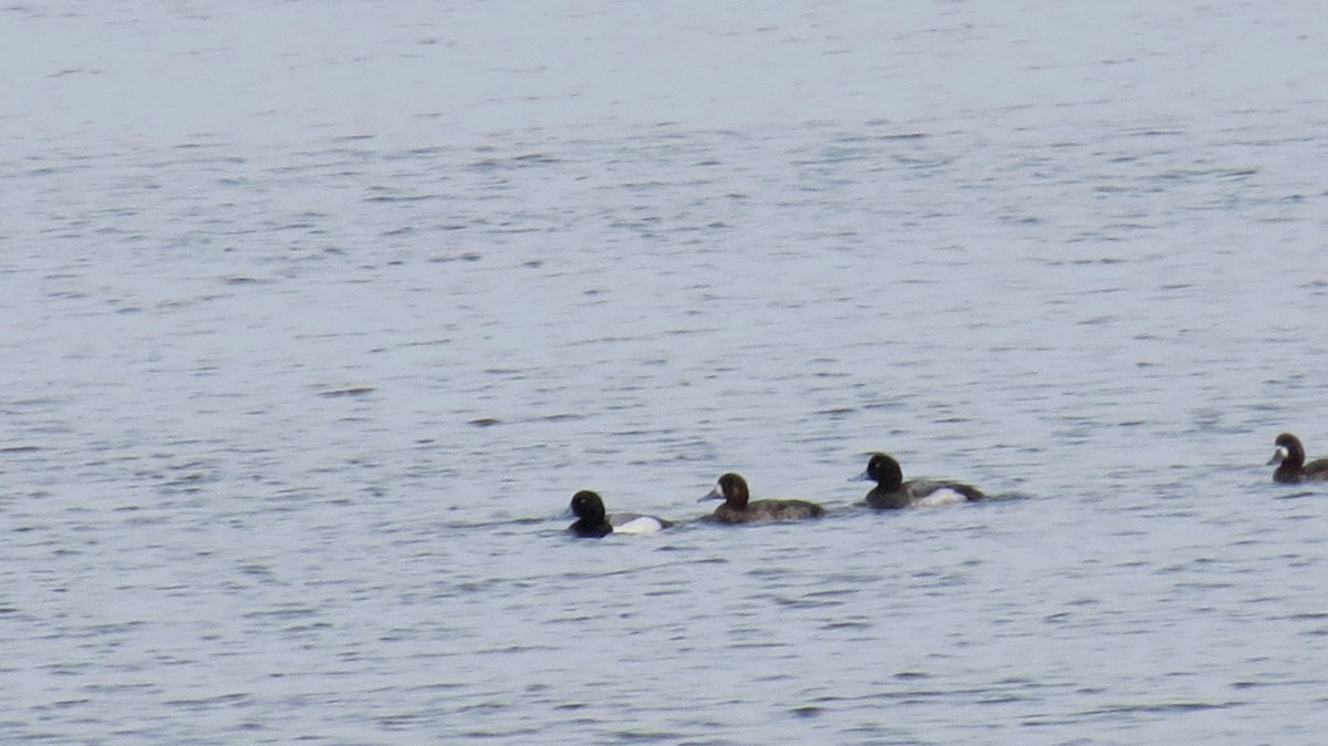 Greater Scaup - ML617668663