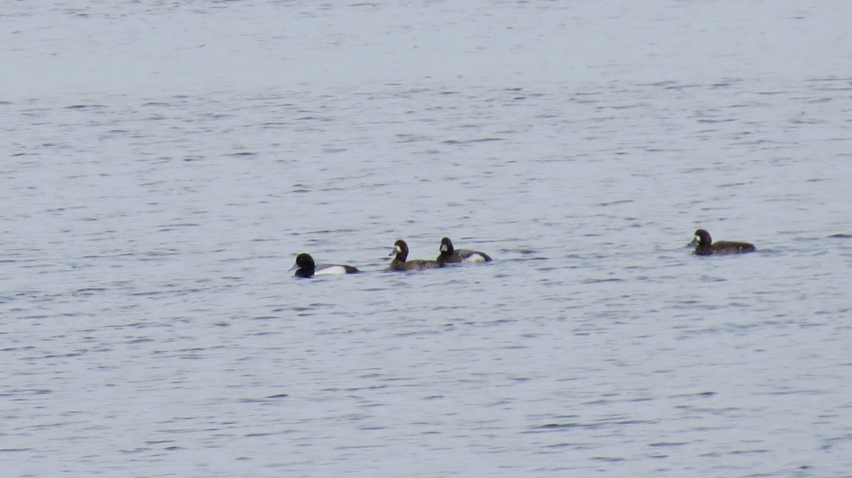 Greater Scaup - ML617668664