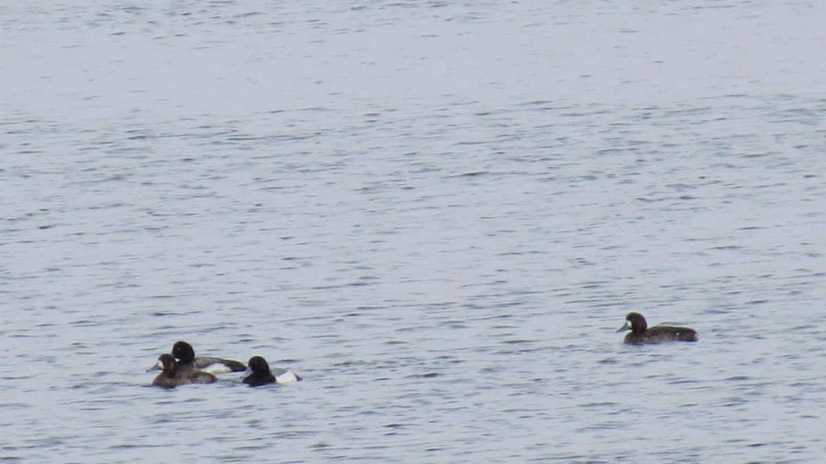 Greater Scaup - Andrew Olive