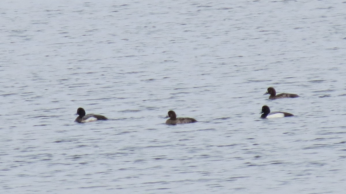 Greater Scaup - ML617668666