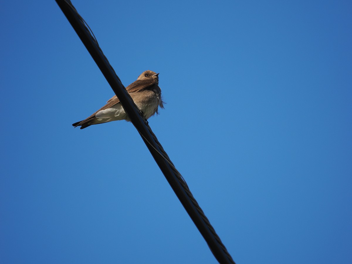 Northern Rough-winged Swallow - ML617668703