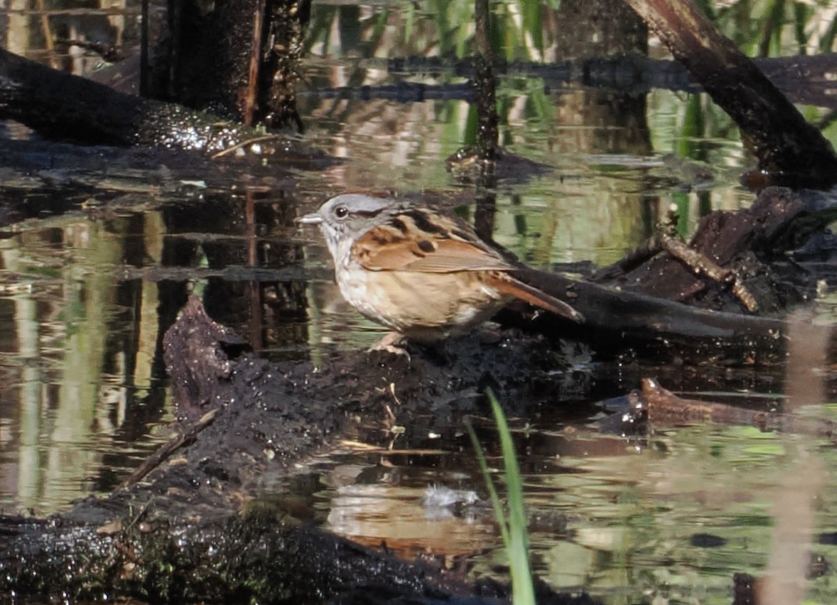 Swamp Sparrow - ML617668716