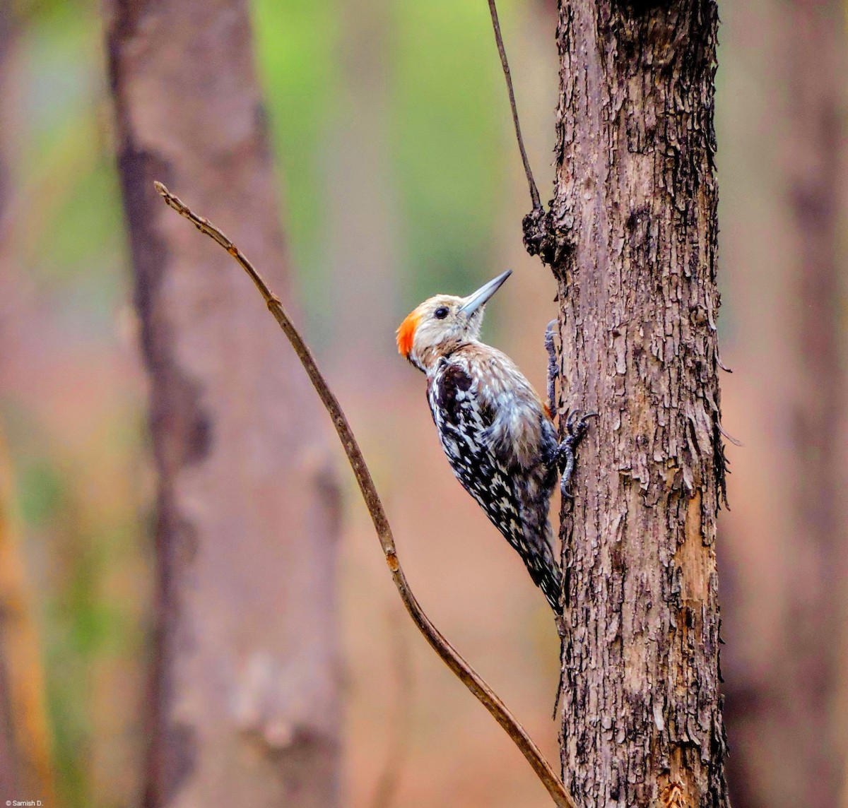 Yellow-crowned Woodpecker - Samish Dhongle