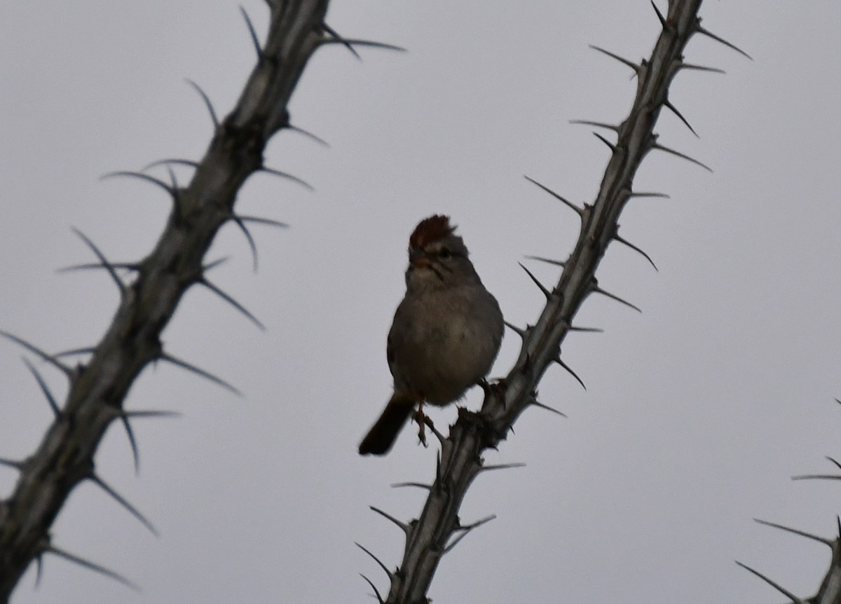 Rufous-winged Sparrow - ML617668781