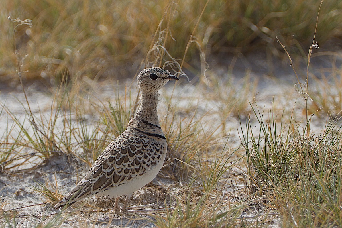 Double-banded Courser - ML617668807