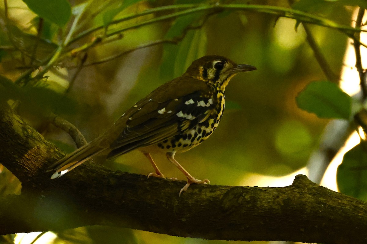 Spotted Ground-Thrush (Spotted) - ML617668848